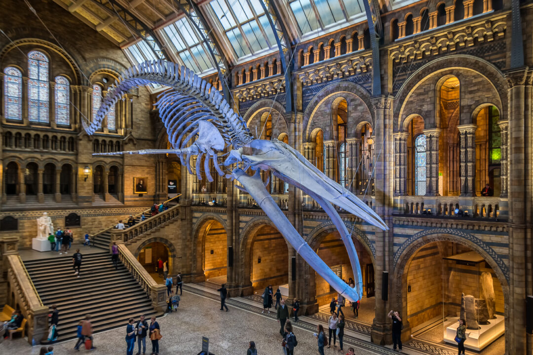 A large blue whale skeleton hangs from the ceiling of a grand, historic museum. Visitors admire the specimen from below.
